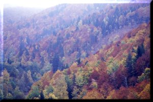 The autumnal shades of colours in Foret de Mercoire