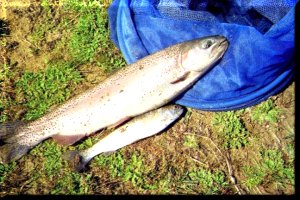Photo de peche