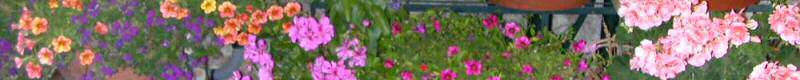 Des fleurs, un peu de bonheur au Refuge du Moure (Loz�re)