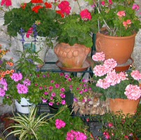 Que serait un jardin sans fleurs ?