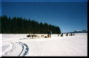 Randonnee chiens-traineau