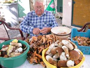 Les couleurs d'automne, lactaires et c�pes, Loz�re