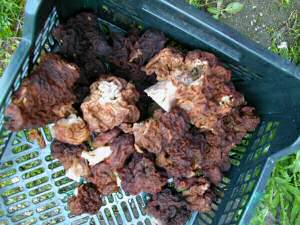 Les couleurs d'automne, les Morilles, Loz�re