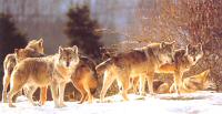 Les Loups du Gévaudan, Ste Lucie, Lozère